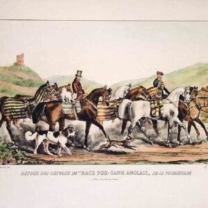 Cavalli di razza