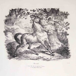 Cavalli