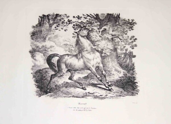 Cavalli