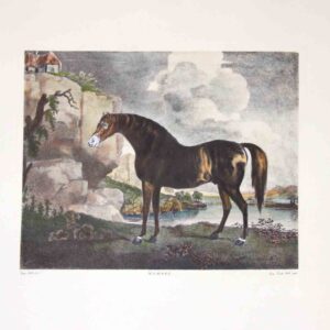 Cavalli grandi Marske