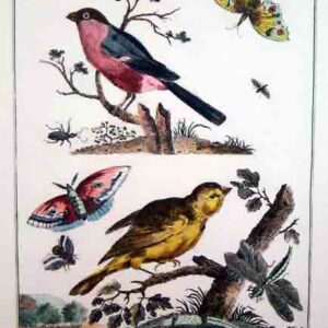 Uccelli inglesi