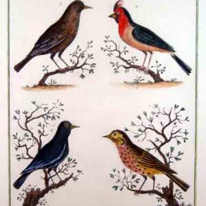 Uccelli inglesi