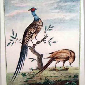 Uccelli inglesi