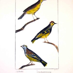 Uccelli francesi