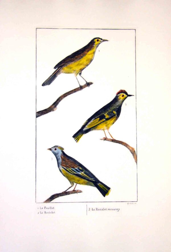 Uccelli francesi