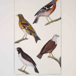 Uccelli francesi