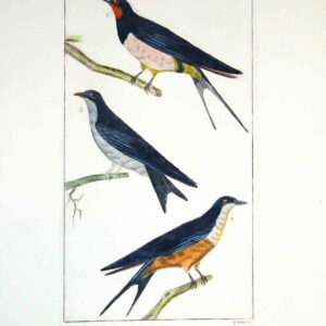 Uccelli francesi