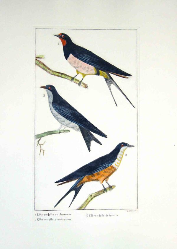 Uccelli francesi