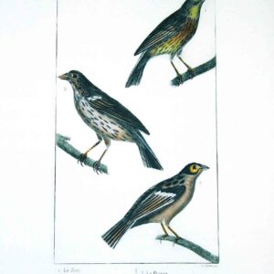 Uccelli francesi