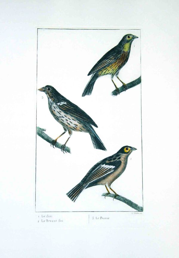 Uccelli francesi