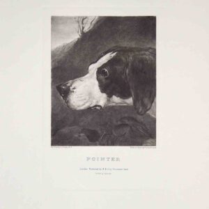 Teste di cani