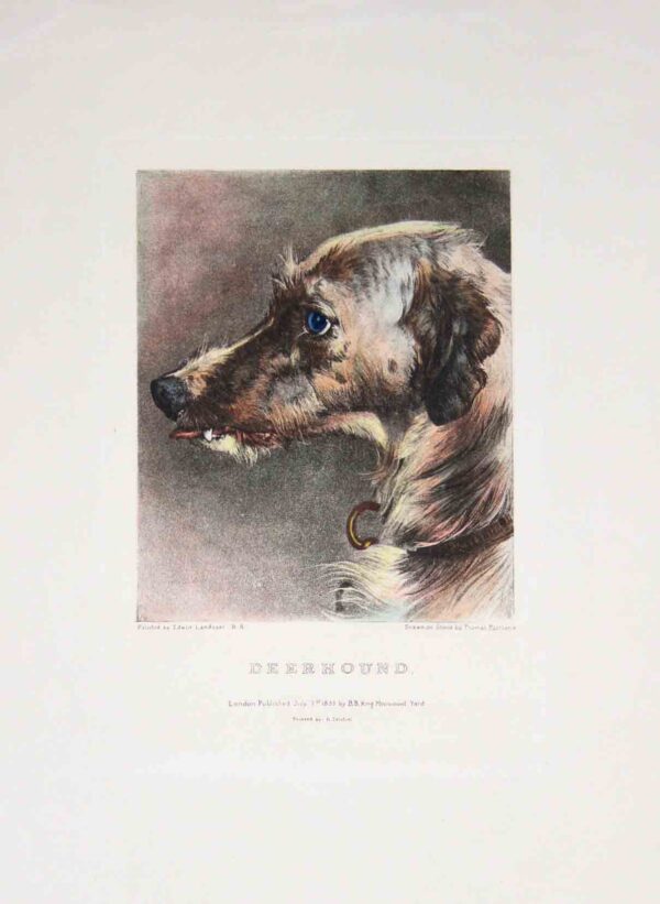Teste di cani