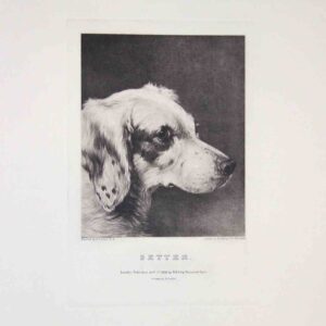Teste di cani