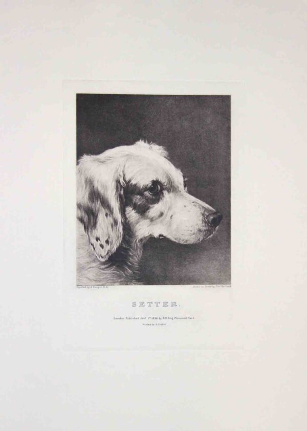 Teste di cani