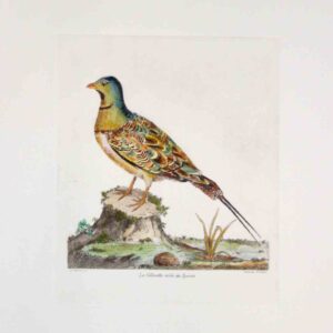 Uccelli