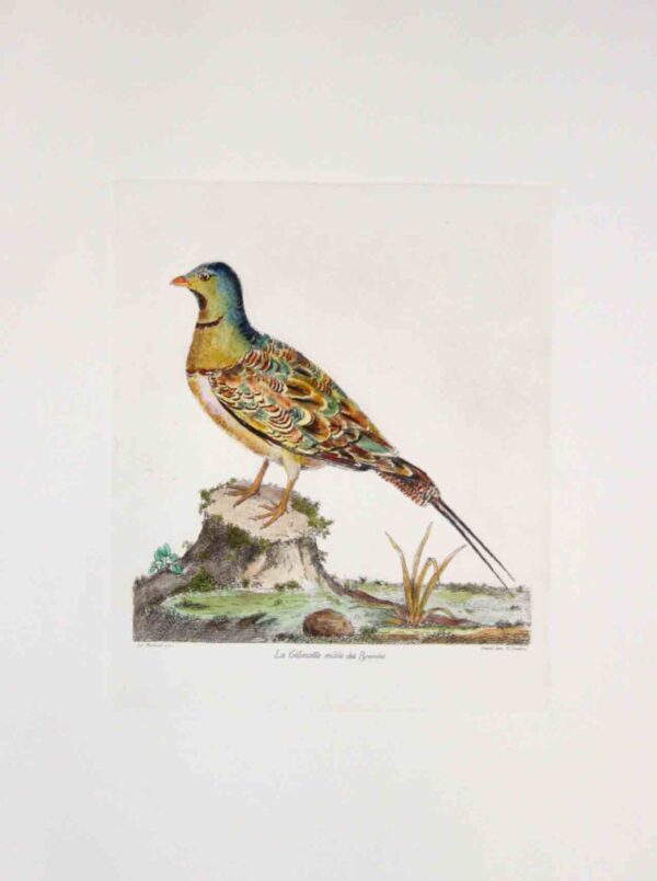 Uccelli
