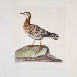 Uccelli