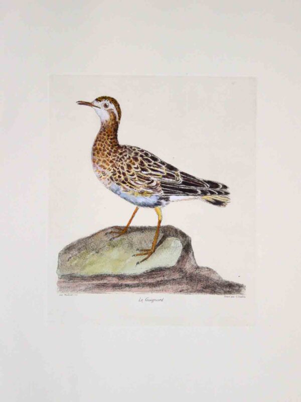Uccelli