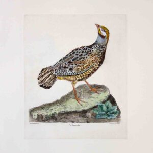 Uccelli