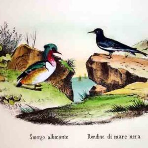 Selvaggina piccola