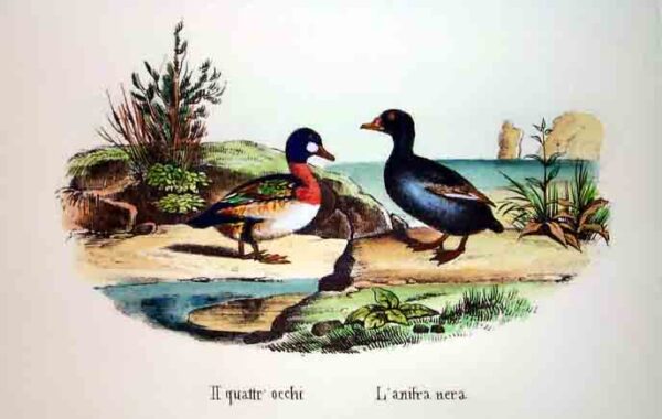 Selvaggina piccola