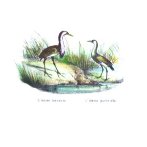 Selvaggina piccola