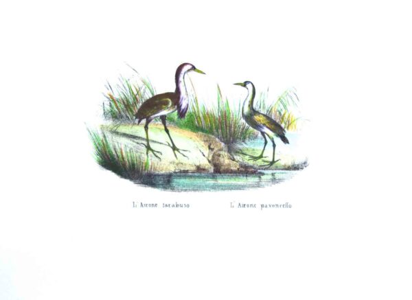 Selvaggina piccola