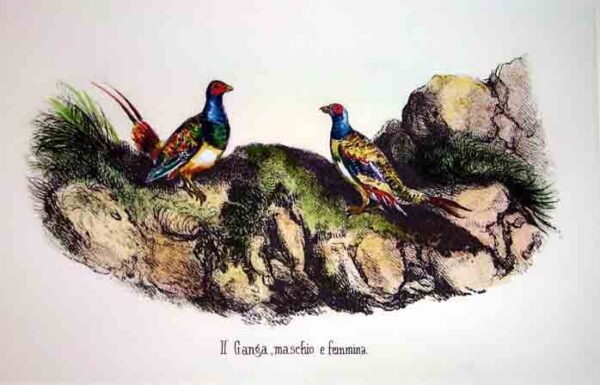 Selvaggina piccola