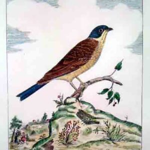 Uccelli Guilmard