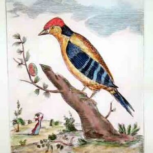 Uccelli Guilmard