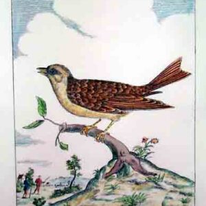 Uccelli Guilmard