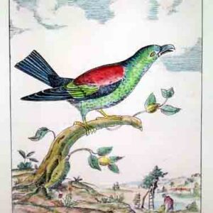 Uccelli Guilmard
