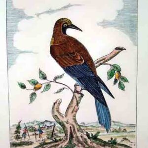 Uccelli Guilmard
