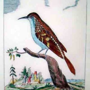 Uccelli Guilmard