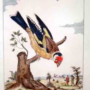 Uccelli Guilmard