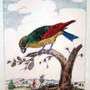 Uccelli Guilmard