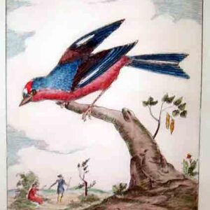 Uccelli Guilmard