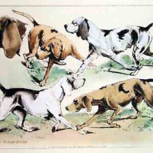 Cani Alken